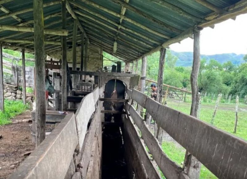 La Caldera replicó el protocolo de inseminación bovina para mejorar la genética del rodeo provincial